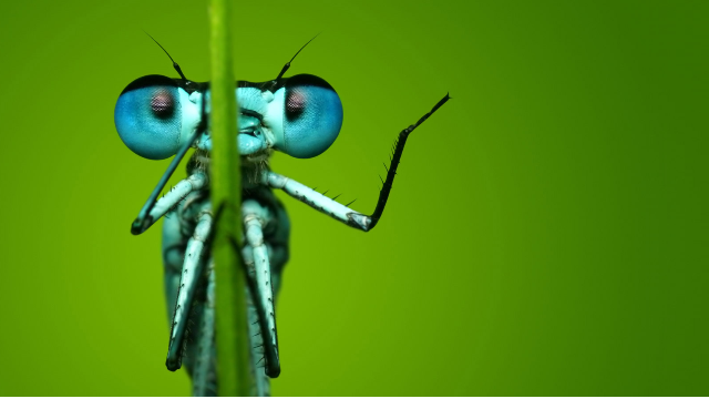 L’entretien de recrutement par visioconférence : le Diable est dans les détails !